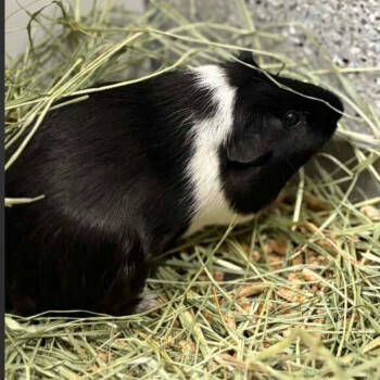 Rescue Guinea Pig Guinea Pigs for Adoption in Nampa, Idaho - Oreo | PetCurious
